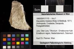 Foto (Objket + Etiketten) von Discutiolira moesica (Muţiu & Bădăluţă, 1971) 